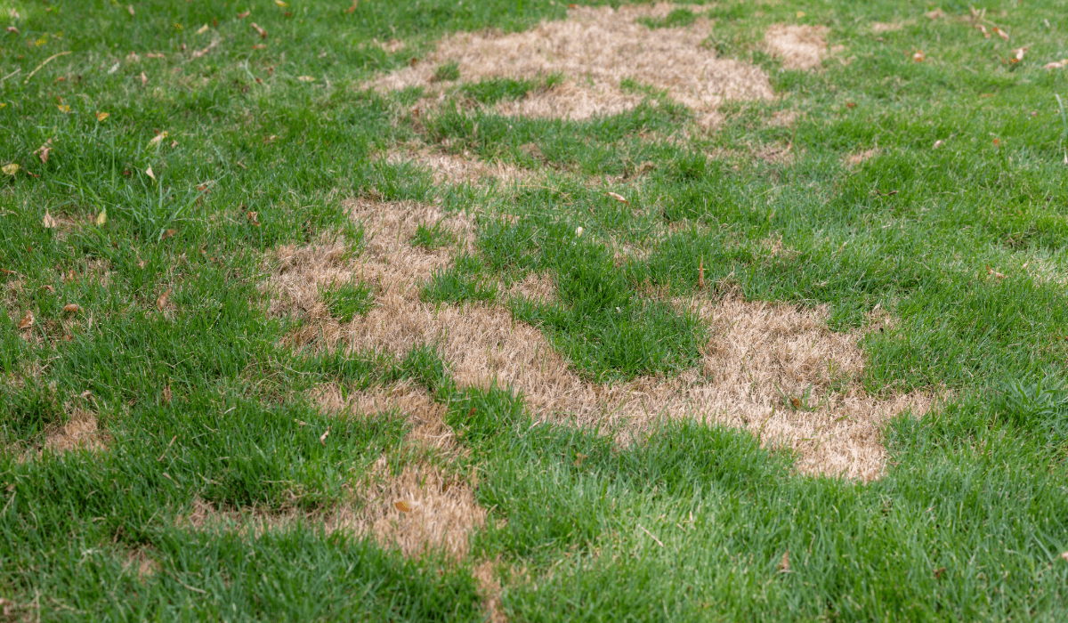 Patchy grass
