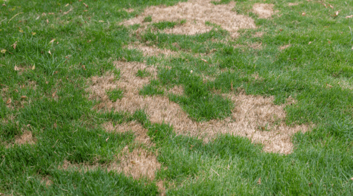 Patchy grass