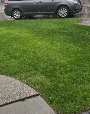 Sodding